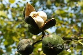 漆強化學堂--桐油制作.jpg 漆強化學堂--桐油制作.jpg